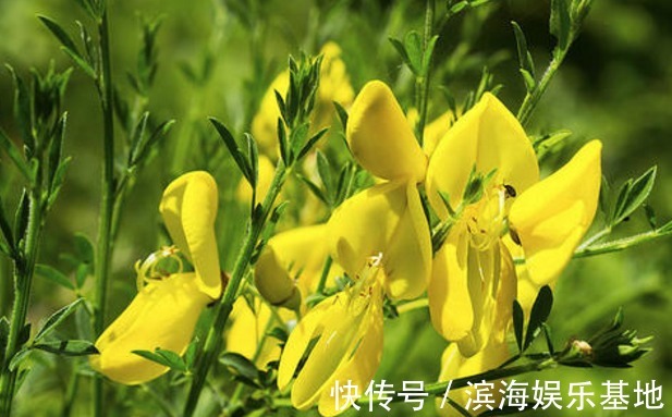 女性|它被誉为“妇女之友”,女性泡水喝,防妇科炎,排光污血