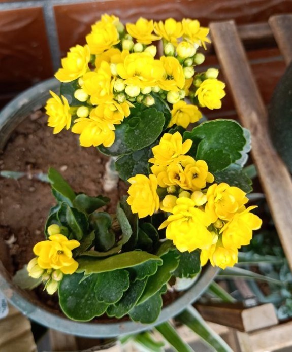 长寿花徒长不开花给你支一招，分分钟美回来！