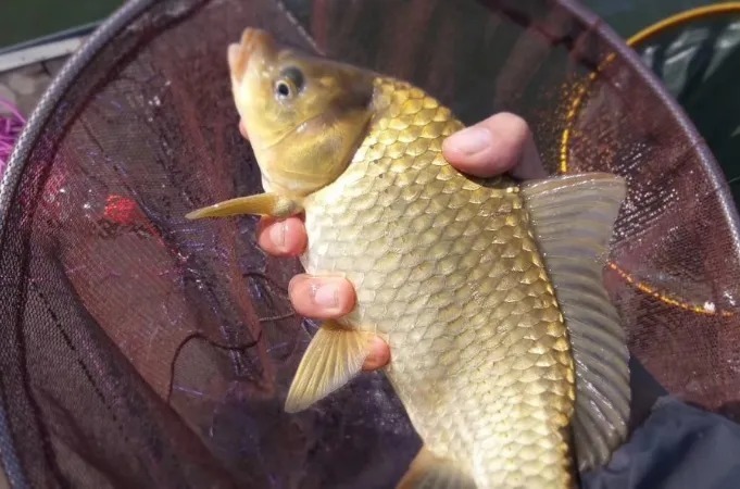 秋天唯独这调钓方式才霸气,大鲫鱼接二连三的上