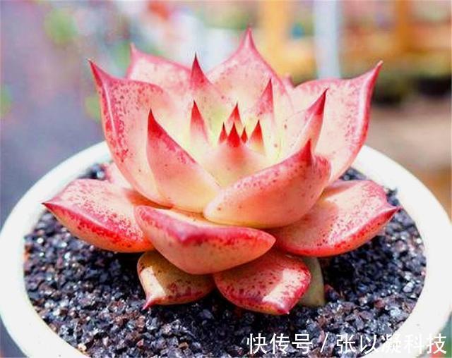 朋友养多肉年年挂一半，只用了1招，饱满水灵，度夏越冬超简单