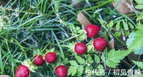 剧毒|毒番石榴树有多毒,摸都摸不得,在树下躲雨都能中毒