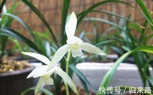 老花匠都爱养的2款“名贵”兰花,香味扑鼻,价格亲民,值得拥有