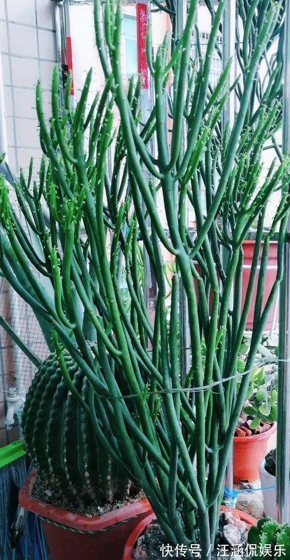 茎干|多肉“光棍树”,毒性与众不同,可远观不可亵玩