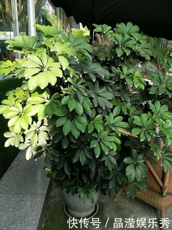 3种花再穷也要养1盆,吸甲醛、净空气,家里