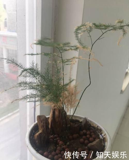 文竹有黄叶别担心，“1种”粉末兑水浇，叶子2天变油绿