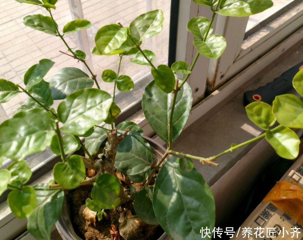 养分|养茉莉花发现4种枝条，正确的方法是及时剪掉，否则会影响开花