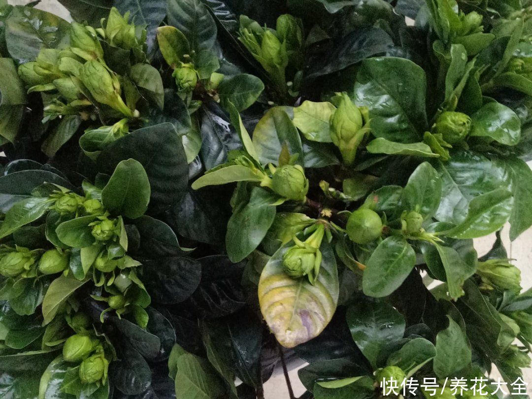 月季|养花“黑名单”实在太难养，心累