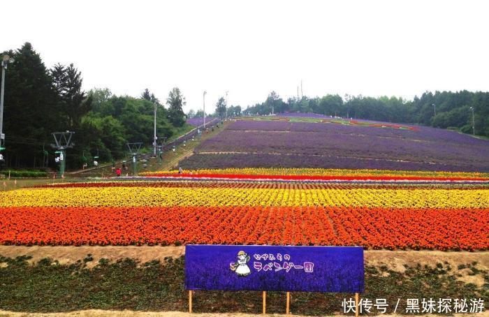 富田|花海观光胜地，薰衣草天堂，日本的中富良野