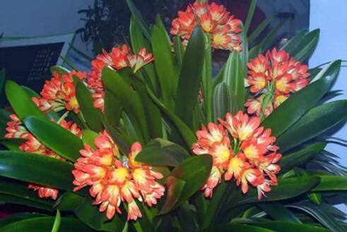 君子兰、长寿花、蟹爪兰,盆边戳个洞,加入2滴“它”,一开100朵