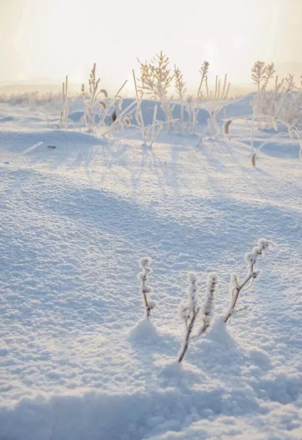  白头|大雪┃岁月可回首，深情共白头