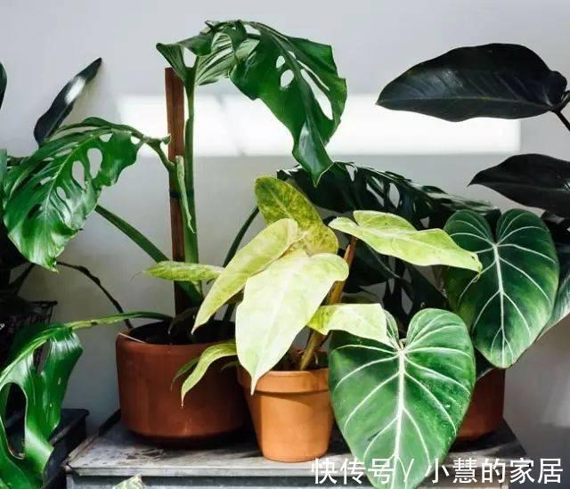 公认的“12种耐阴花”,有点散光就能长,花叶俱美有格调