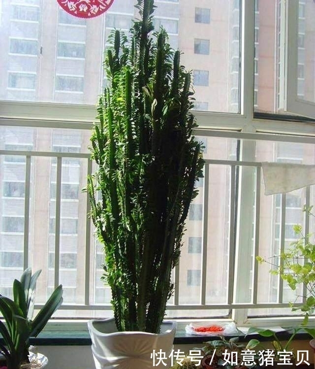 养花|聪明人都在养这5种花,人养花,花也养人,有钱人都爱养!