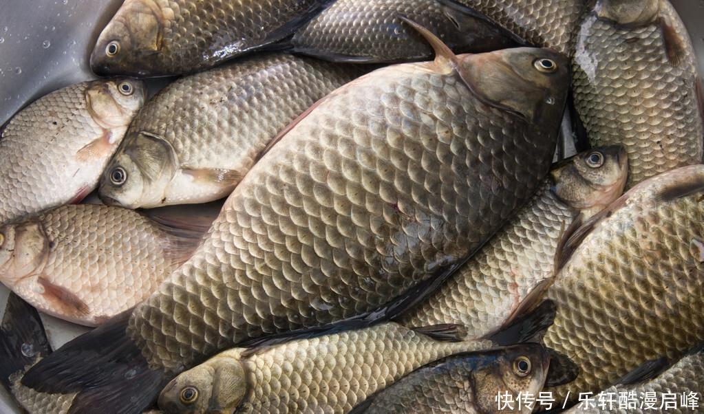 买鲫鱼,要分清“工程鲫”和“土鲫”,差别很大,买错浪费钱