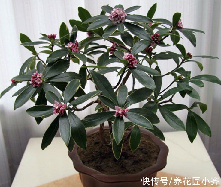 养金边瑞香，要重视5个“问题”，做好了花开满盆，叶子油绿