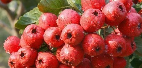 血管|血管的天然“清洁工”,每天吃一点,净化血液,血栓不敢“造次”