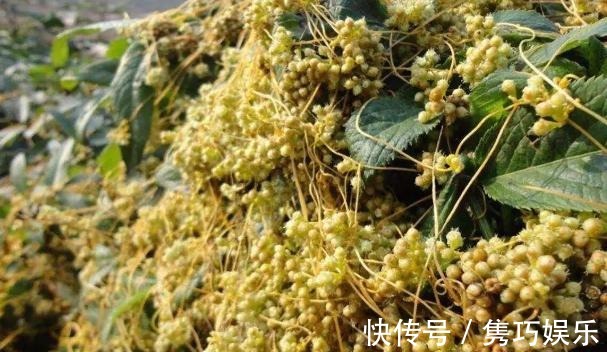 新手养花失败,大部分原因在于浇水不当!学会这3方法减少伤亡