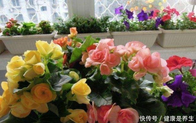 这几种植物就是“开花劳模”,一开就是大半年,美极了!