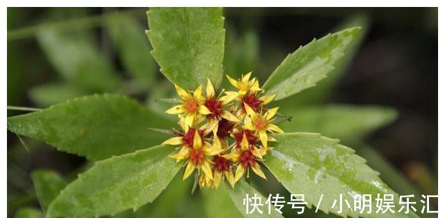 采摘|长在路边的20种杂草可以当作野菜食用，你认识几种？