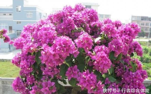 北方室内养三角梅不开花怎么办用上1勺子它,花叶轻松爆满盆!