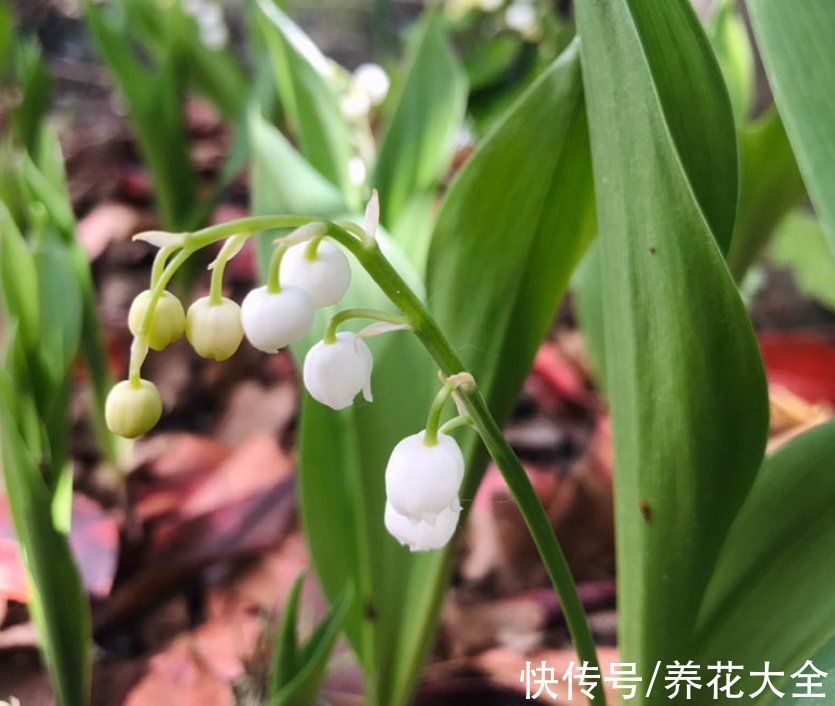 仙客来|非常耐阴的10种开花植物，还有吉祥好兆头，养上一盆好运连连