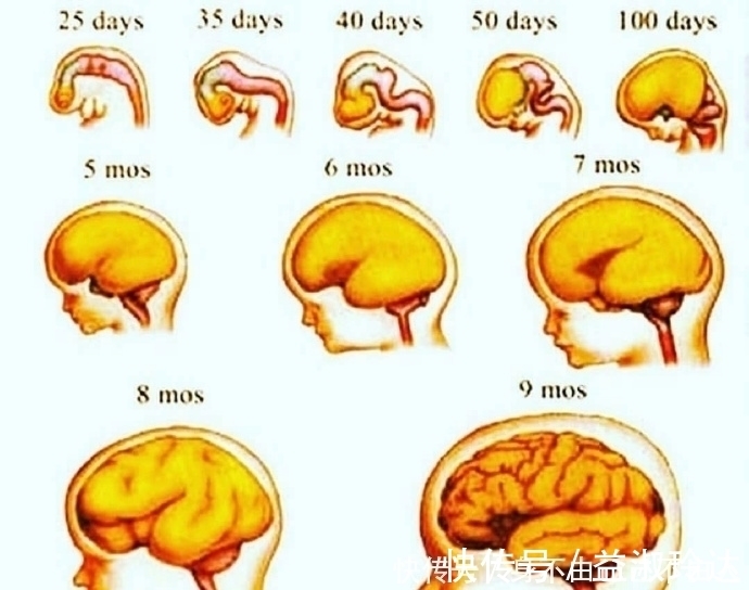 胎儿|胎儿脑发育有3个高峰期,孕妈坚持做好3件事,生个“高智商”宝宝