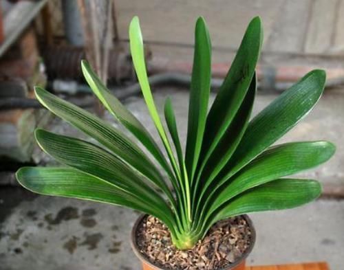 怎么让君子兰根壮叶厚？浇点有机水，效果一级棒，立竿见影