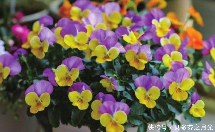 4种花高贵优雅,看了就让人沉醉,比牡丹美,比绿萝好养