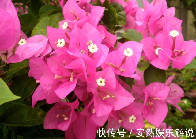 养花就养3种耐旱花,耐热耐晒还耐寒,开花爆盆很容易,漂亮极了