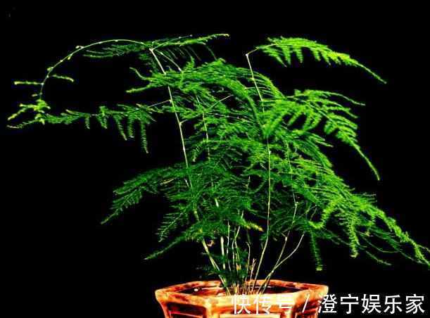 阴凉处|新手文竹叶子发黄简单掌握如下4点，让你的文竹绿油油