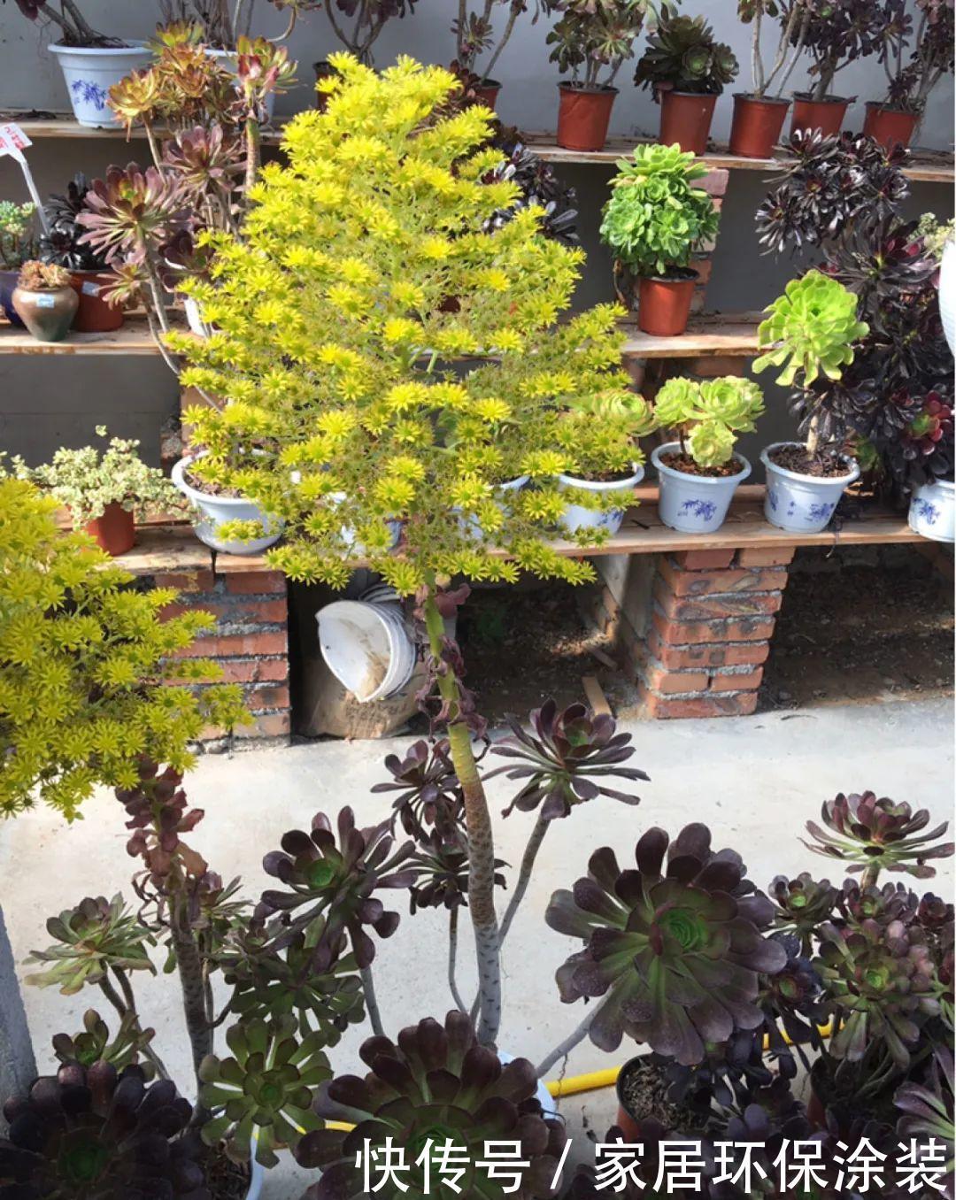 多肉开花会死?别担心,开完砍一刀,活得好好的