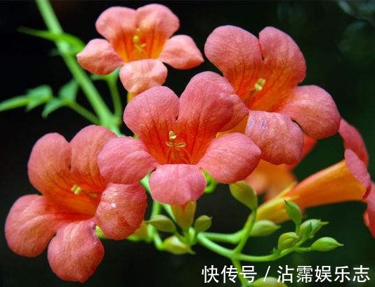 扦插|家有小院，种这些耐旱植物，沾点水就爆盆，懒人超好养，绚丽多彩