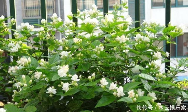 阶段|茉莉花“虚弱”的3个阶段!不能晒!越晒越傻