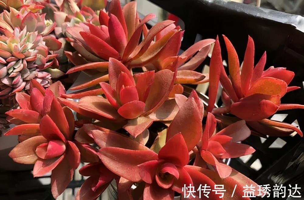 夏天|这些多肉夏天不休眠，耐热又耐晒，皮实好养状态美美哒