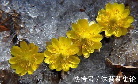 盆栽|养花,土壤上覆盖着一层雪,植物的根就像盖了被子一样