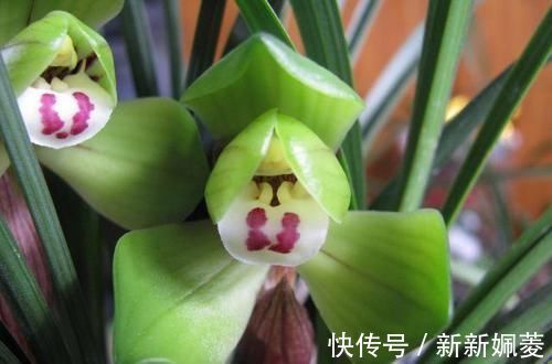 冬不湿|要想兰花养得好，这5步少不了，根正苗红就是这么养出来的