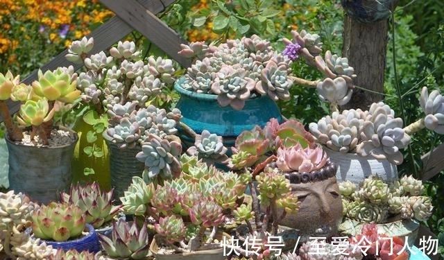 哪个品种让你爱上多肉?我因为紫乐入坑,已经被养成了大老桩