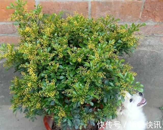 金雀花|这3种“盆景”个子虽小,却香飘十里,除螨抗菌,客厅最好养1盆!