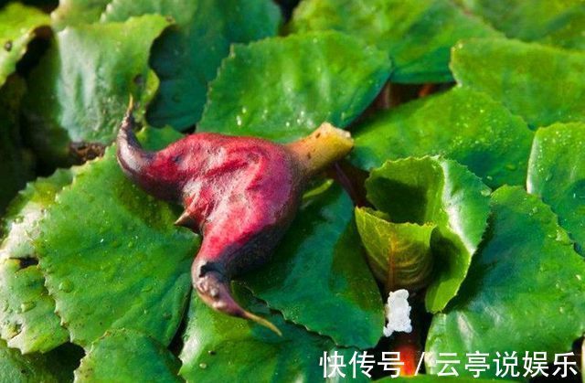 蔬菜|农村的7种蔬菜认识3种正常,认识5种我服你,全认识的人很少