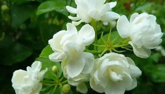 几款小花生命力超顽强的,给点阳光就灿烂,浇点水就爆长