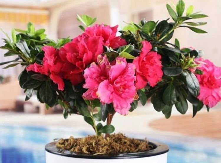 4种花养家里,个个美出状态,花朵迷人,阵阵花香,花朵大