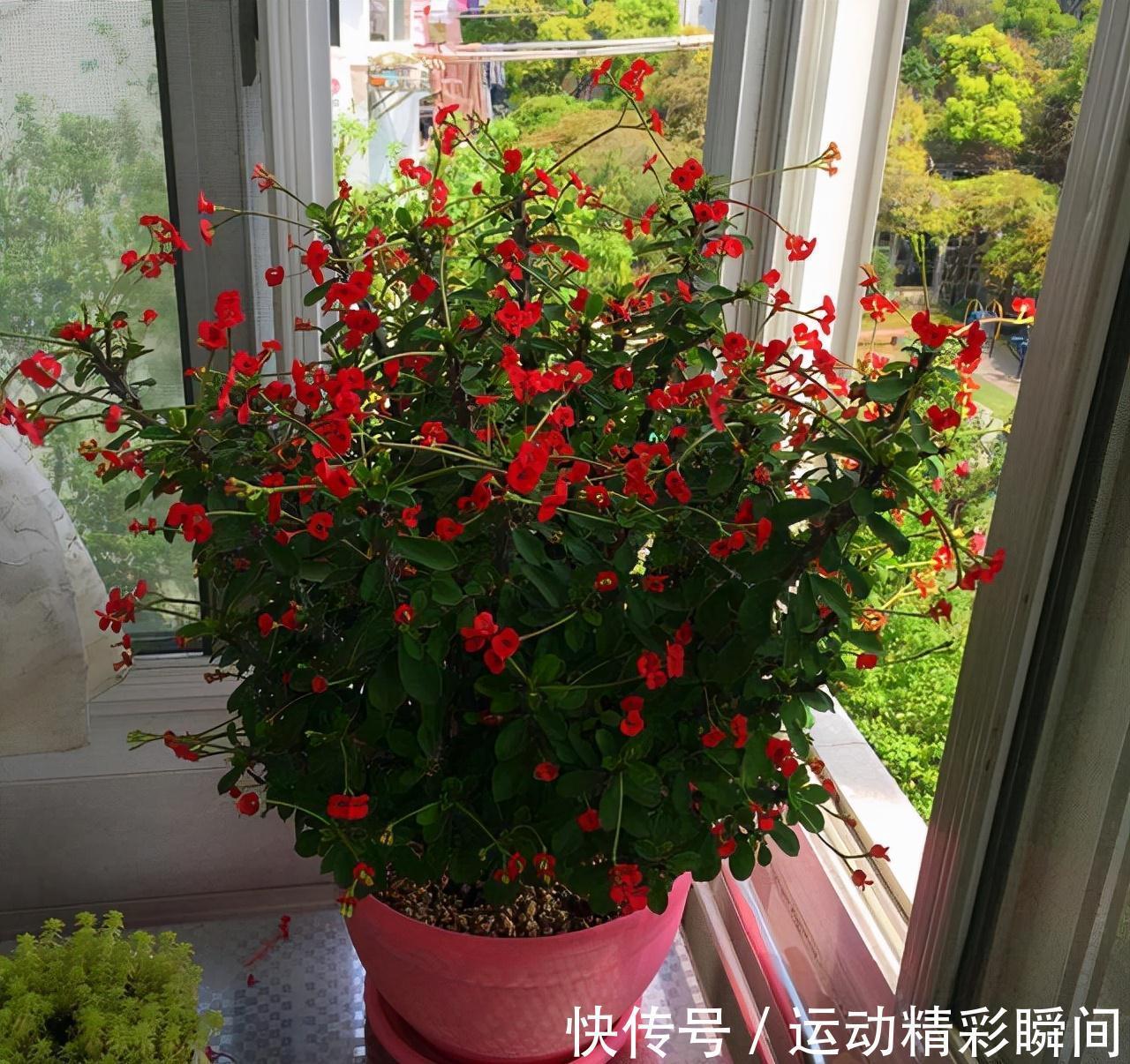 虎刺梅|有2种花，非常皮实好养漂亮，没有虫害、一直开花、花期超长