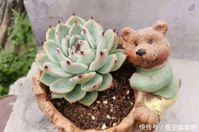 花一变这样，就是休眠了，赶紧换个地方养！花一变这样，就是休眠了，赶紧换个地方养！