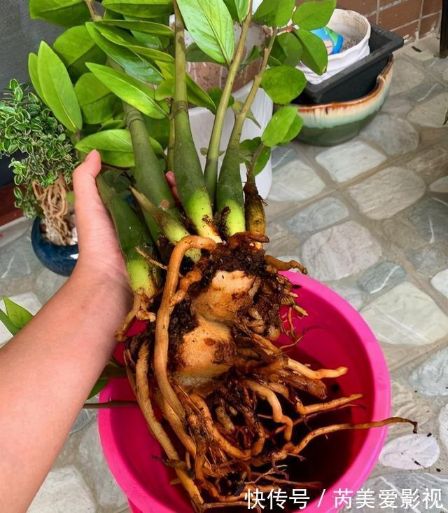 金钱树有“3怕2不喜”,难怪越养越稀疏,从不长新芽