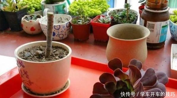 多肉法师想“爆头”不用砍刀,3个方法不露痕迹,变成“伪老桩”!