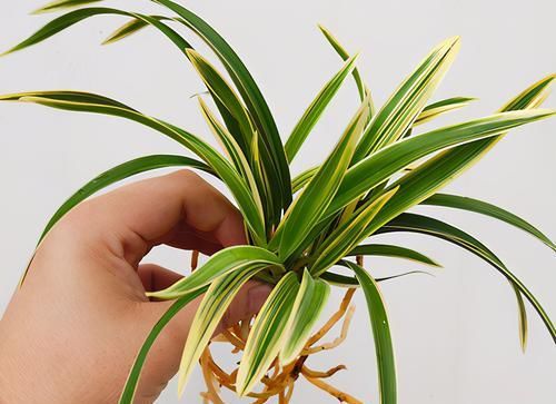  首选|兰中极品“帝王妃”，花色复杂，花香浓郁，好养易活，养兰首选