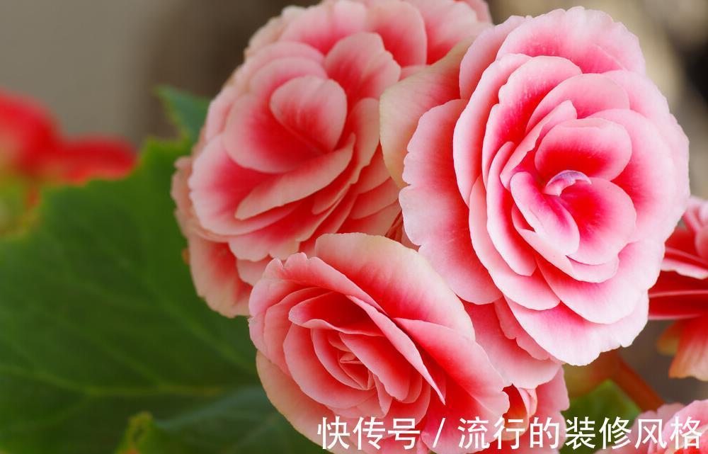 扦插|家有长寿花，心情愉悦，长寿花这么养四季开花