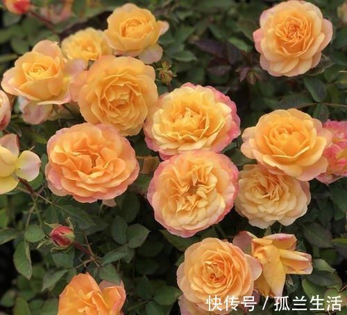 养分|最厉害的养花营养液:给月季花喝一勺,猛窜笋芽,花开满枝
