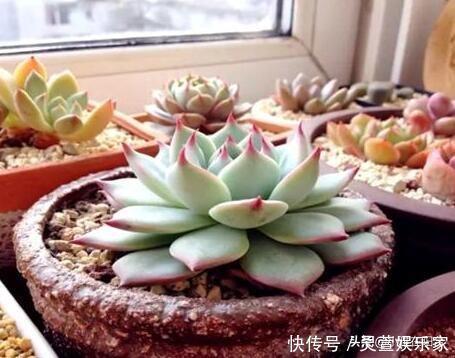 黑虫|多肉长虫了怎么办3个小方法,虫子一个都不见,叶片又肥又美