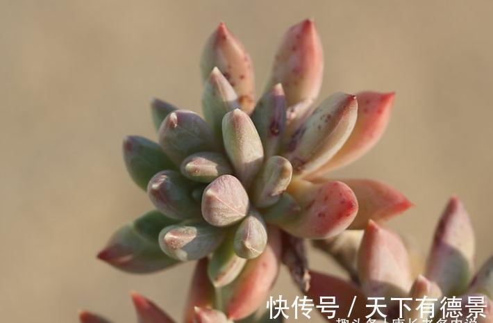 多肉蓝黛莲老桩已送人,但看到极致状态的它这么美,我又养了一棵