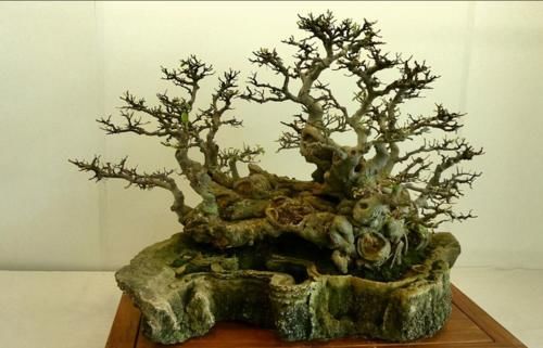 嫁接是盆景造型中的一种方法，玩盆景，就要学会这几种嫁接方法